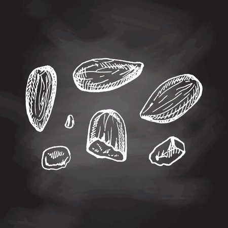 Vector hand drawn food Illustration. Detailed retro style hand-drawn almonds sketch isolated on chalkboard background. Vintage sketch element for labels, packaging and cards design.のイラスト素材