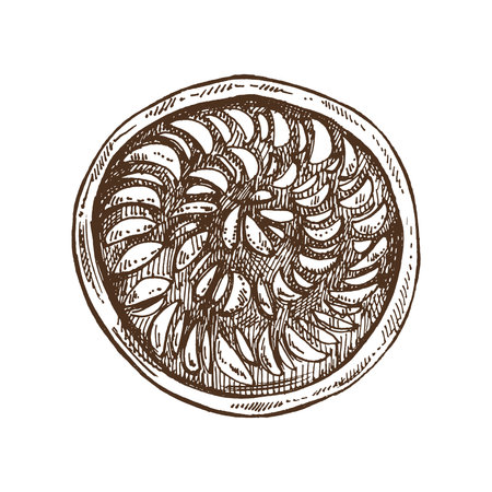 Hand-drawn traditional apple pie sketch. Vector illustration of baking. Homemade cake, bakery. Top view food for recipes, restaurant or cafe menu. Traditional food for Thanksgiving, Christmasのイラスト素材