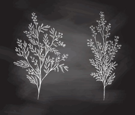 Hand-drawn mimosa sketch set. Monochrome flower doodle on chalkboard background. Black and white vintage element. Vector sketch. Detailed retro style.のイラスト素材