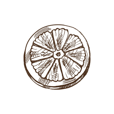 Hand-drawn sketch of piece of citrus. Vector food drawing. Lemon half. Citrus. Orange, lime, grapefruit. Great for poster, menu or label. Traditional Christmas. Vintage cozy seasonal holidays.のイラスト素材