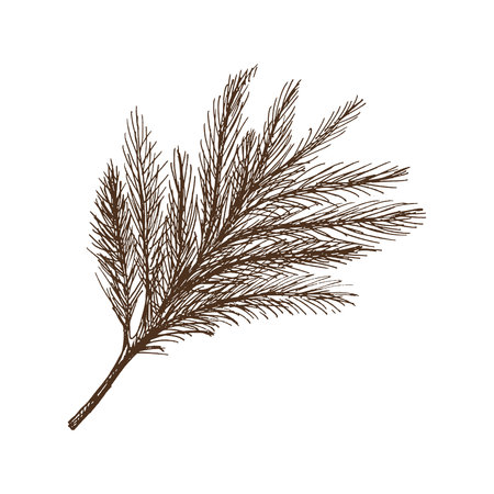 Hand-drawn sketch of fir branch isolated on white background. Christmas tree. Christmas spruce branch. Vector vintage cozy seasonal holidays. Object for christmas card, packaging, banner.のイラスト素材