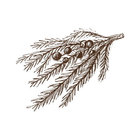 Hand-drawn sketch of fir branch with branches of berries, isolated. Christmas tree. Christmas spruce branch. Vector vintage cozy seasonal holidays. Object for christmas card, packaging, banner.のイラスト素材