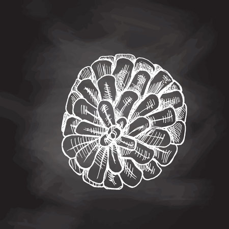 Hand-drawn sketch of pine cone isolated on white, close up of decoration for Christmas on chalkboard background. Vector vintage drawing. Traditional Christmas cozy seasonal holidays.のイラスト素材