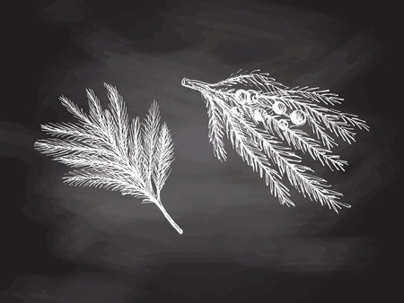 Hand-drawn sketch set of fir branches isolated on chalkboard background. Christmas tree. Christmas spruce branch. Object for christmas card, packaging, banner.のイラスト素材
