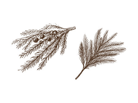 Hand-drawn sketch set of fir branches isolated on white background. Christmas tree. Christmas spruce branch. Vector vintage cozy seasonal holidays. Object for christmas card, packaging, banner.のイラスト素材