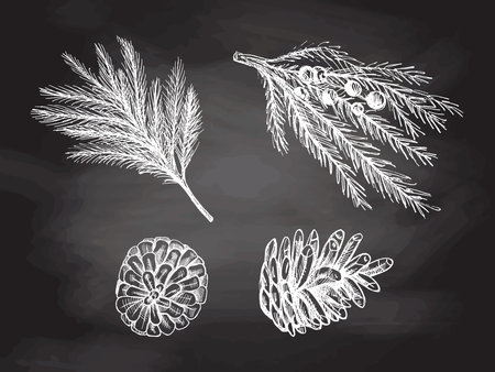 Hand-drawn sketch set of fir branches and pine cones isolated on chalkboard background. Christmas tree. Christmas spruce branch. Vector vintage cozy seasonal holidays. Object for christmas card.のイラスト素材
