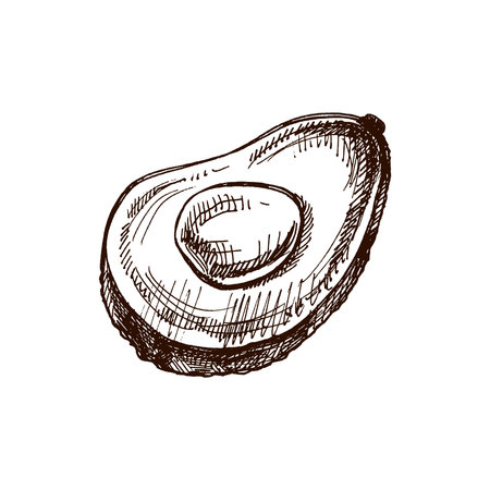Hand-drawn avocado sketch. Vintage drawing of ripe avocado half. Vector black ink outline food sketch illustration. Mexican food, cuisine, Latin America. An illustration for the menu.のイラスト素材