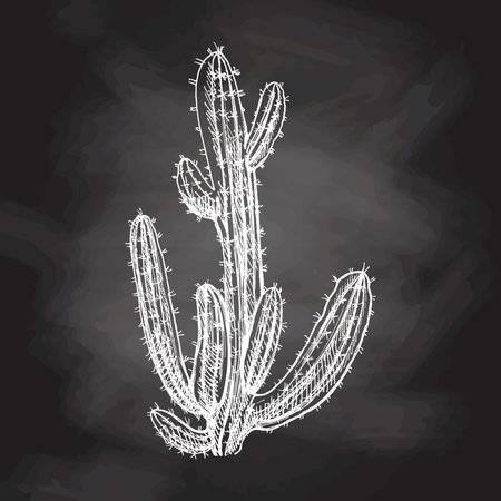 Hand-drawn vector sketch of cactus on chalkboard background. Vintage illustration. Element for the design of labels. Monochrome drawing. The nature of Mexico. Latin America.のイラスト素材