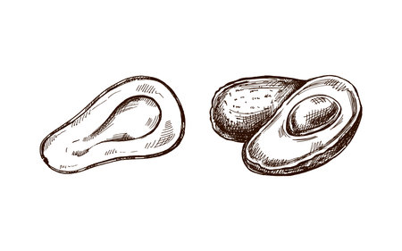 Hand-drawn avocado sketches set. Vintage drawing of ripe avocados. Vector black ink outline food illustration. Mexican food, cuisine, Latin America. Illustration for the menu.のイラスト素材