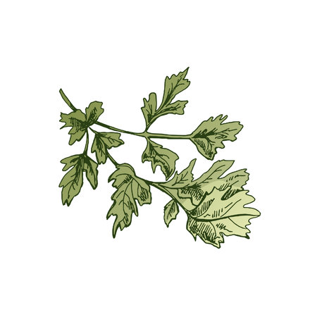 Organic food. Hand drawn colored vector sketch of bunch of parsley. Vintage illustration. Decorations for the menu of cafes and labels. Engraved image.のイラスト素材