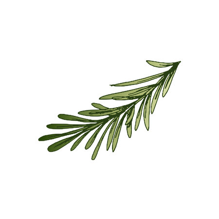 Organic food. Hand drawn colored vector sketch of rosemary branch. Vintage illustration. Decorations for the menu of cafes. Engraved image.のイラスト素材