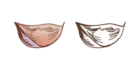 Organic food. Hand drawn colored and monochrome vector sketch of garlic. Doodle vintage illustration. Decorations for the menu of cafes and labels. Engraved image.のイラスト素材