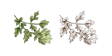 Organic food. Hand-drawn colored and monochrome vector sketch of bunch of parsley. Doodle vintage illustration. Decorations for the menu. Engraved image.のイラスト素材