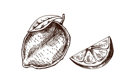 Hand-drawn sketches of lemon, lime and lemon slice. Vintage lime or lemon fruit. Vector black ink outline food sketch illustration of juicy lime with leaf for fresh drinks.のイラスト素材