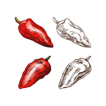 Organic food. Hand-drawn colored and monochrome vector sketch of bell pepper. Doodle vintage illustration. Decorations for the menu of cafes and labels. Engraved image.のイラスト素材