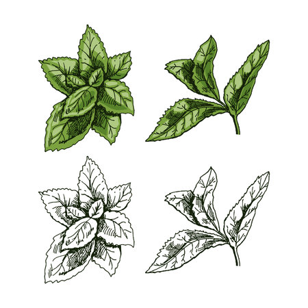 Organic food. Hand-drawn colored and monochrome vector sketch of mint leaves. Doodle vintage illustration. Decorations for the menu and labels. Engraved image.のイラスト素材