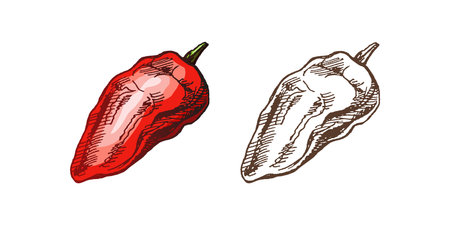 Organic food. Hand-drawn colored and monochrome vector sketch of bell pepper. Doodle vintage illustration. Decorations for the menu of cafes and labels. Engraved image.のイラスト素材