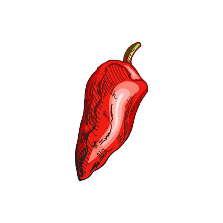 Organic food. Hand-drawn colored vector sketch of bell pepper. Doodle vintage illustration. Decorations for the menu of cafes and labels. Engraved image.のイラスト素材