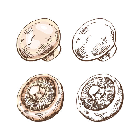 Organic food. Hand-drawn colored and monochrome vector sketch of champignon. Doodle vintage illustration. Decorations for the menu of cafes and labels. Engraved image.のイラスト素材