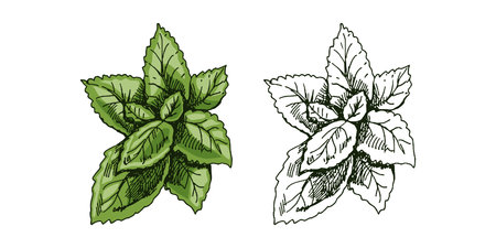 Organic food. Hand-drawn colored and monochrome vector sketch of mint leaves. Doodle vintage illustration. Decorations for the menu and labels. Engraved image.のイラスト素材