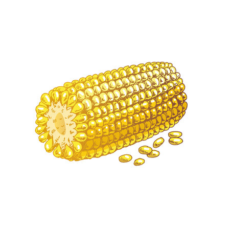 Organic food. Hand-drawn colored vector sketch image of ear of corn. Doodle vintage illustration. Decorations for the menu of cafes and labels.のイラスト素材