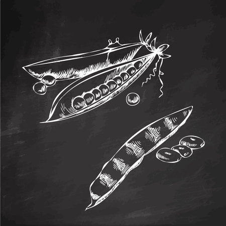 Hand-drawn agriculture and farm isolated design elements. Bean pod, green pea sketch vector illustration. Autumn harvest. Vintage illustration on a chalk board background.のイラスト素材