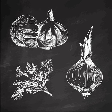 Hand-drawn agriculture and farm isolated design elements. Garlic, pea, parsley sketch vector illustration. Autumn harvest. Vintage illustration on a chalk board background.のイラスト素材