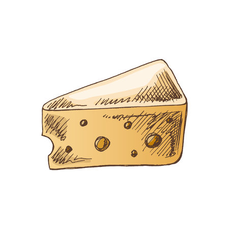 Hand-drawn colored vector sketch of a piece of chees. Doodle vintage illustration. Decorations for the menu of cafes and labels. Engraved image.のイラスト素材