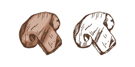 Organic food. Hand-drawn colored and monochrome vector sketch of grilled champignon. Doodle vintage illustration. Decorations for menu of cafes. Engraved image.のイラスト素材