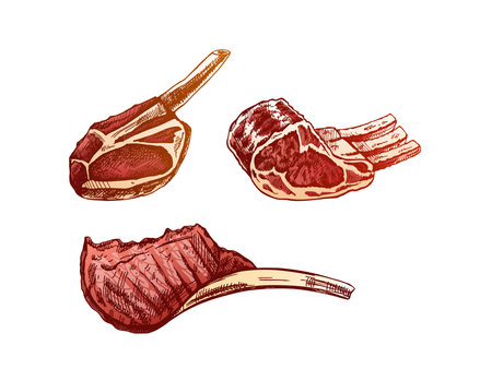 Organic food. Hand-drawn colored vector sketches of pork, beef, lamb ribs, piece of meat, set. Doodle vintage illustration. Decorations for the menu of cafes and labels. Engraved image.のイラスト素材