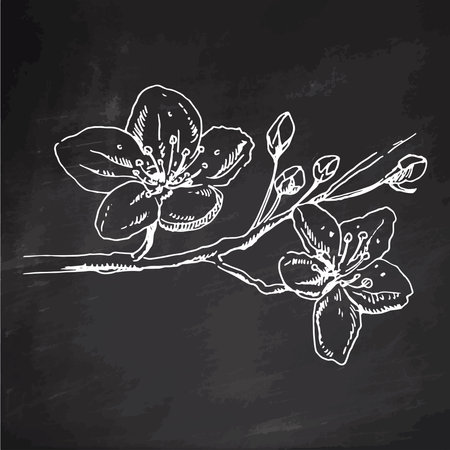 Sakura flowers blossom, hand drawn white sketch on black chalkboard. Cute doodle cherry plant vector illustration, black isolated on white background. Realistic floral bloom for label, poster.のイラスト素材