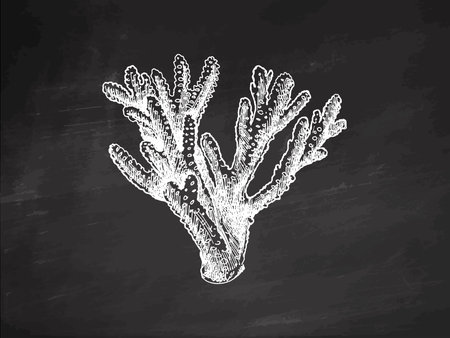 Hand-drawn coral sketch. Underwater tropical reef element. Vector engraved illustrations isolated on chalkboard background.のイラスト素材