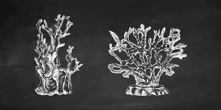 Hand-drawn sketch set of various corals on chalkboard background. Tropical reef elements. Vector engraved illustrations. Best for nautical designs.のイラスト素材