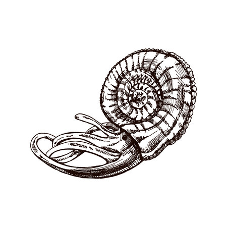 Hand-drawn sketch of nautilus mollusc in a shell, clam, conch. Scallop sea shell, sketch style vector illustration isolated on white background.のイラスト素材