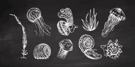 Seashells, jellyfishes, ammonite, nautilus mollusc, seaweed vector set. Hand-drawn sketch illustration on chalkboard background. Collection of realistic sketches of various ocean creatures.のイラスト素材