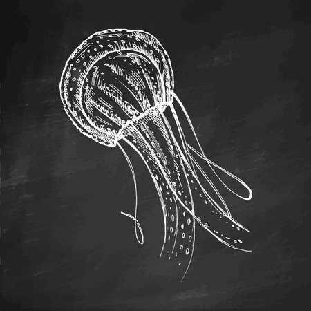 Hand-drawn red jellyfish. Vector sketch illustration. Sea collection. Engraved white illustrations isolated on chalkboard background.のイラスト素材