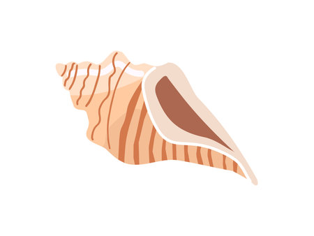 Sea shells vector illustration, mollusks. Flat illustration of seashell on white background. Ocean element for stickers.のイラスト素材