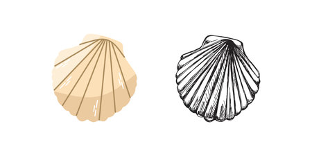 Cute hand drawn saltwater scallop seashell, clam, conch. Scallop sea shell, flat and outline black vector illustration.のイラスト素材