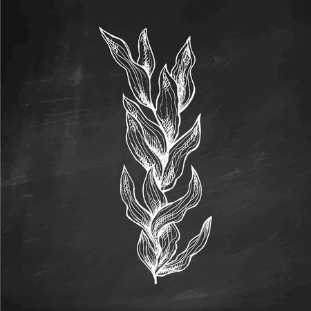 Hand-drawn sketch of underwater sea weed, laminaria spirulina seaweed icon. Engraved water element on chalkboard background. Ocean vector illustration.のイラスト素材