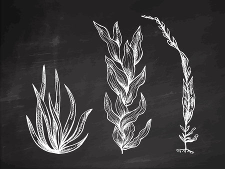 Hand-drawn marine set, seaweed collection. Black and white vector sketch of underwater sea weed, laminaria spirulina seaweed icon on chalkboard background.のイラスト素材