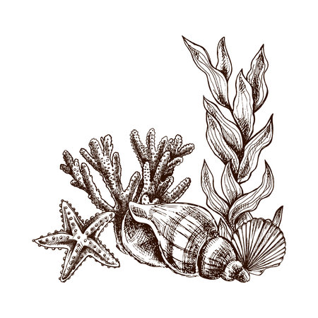 Hand-drawn sea composition from seashells, algae, starfish, shells, corals. Black and white vector sketch of underwater creatures. Engraved water element. Sea collection.のイラスト素材
