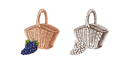 Hand-drawn vector colored and monochrome sketches of a wicker picnic basket and bunch of grapes. Doodle vintage illustration. Engraved image.のイラスト素材