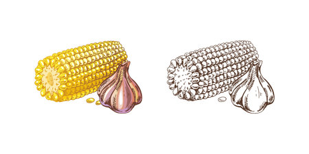 Organic food. Hand-drawn vector colored and monochrome sketches of ear of corn and garlic. Doodle vintage illustration. Decorations for the menu of cafes and labels.のイラスト素材
