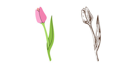 Vector flat and hand drawn sketch style flower Illustration. Tulip sketch. Back to School.のイラスト素材