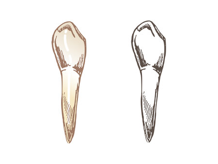 Highly detailed hand drawn human tooth with roots. Hand drawn sketch. Fang illustration isolated on white background.のイラスト素材