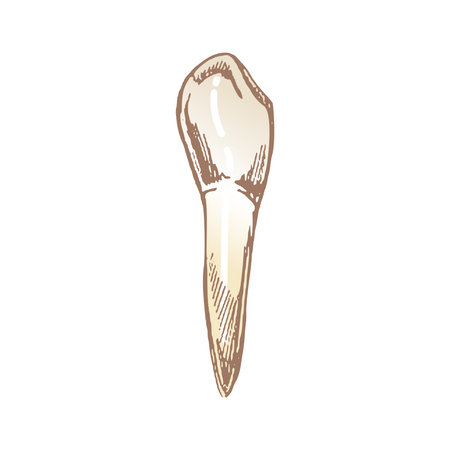 Highly detailed hand drawn human tooth with roots. Hand drawn sketch. Fang illustration isolated on white background.のイラスト素材