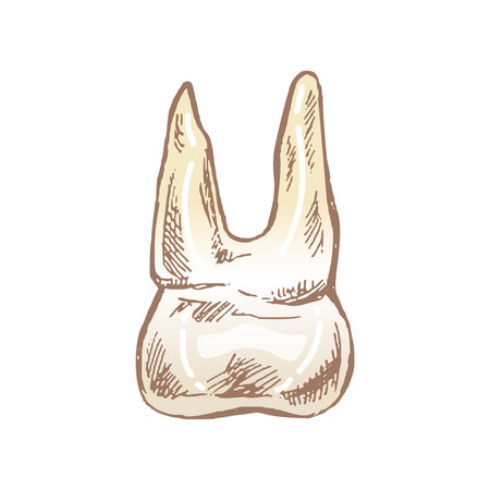 Highly detailed hand drawn human tooth with roots. Hand drawn sketch. Molar illustration isolated on white background.のイラスト素材