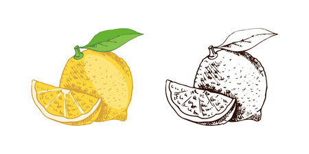 Hand drawn vector lemon sketch. Blossom plant with one leaf. Lemon slice and lemon. Citrus. Lemon, lime. Vector illustration. Great for poster, menu or label.のイラスト素材
