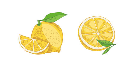 Hand drawn vector lemon sketch. Blossom plant with leaves. Lemon slice and lemon half. Citrus. Orange, grapefruit. Vector illustration. Great for poster, menu or label.のイラスト素材