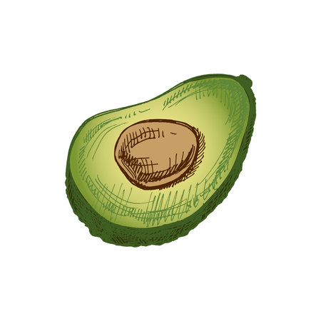 Hand-drawn avocado sketch. Vintage drawing of ripe avocado half. Vector black ink outline food sketch illustration. Mexican food, cuisine, Latin America. An illustration for the menu.のイラスト素材